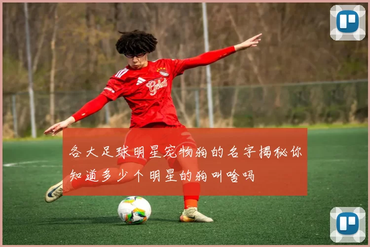 各大足球明星宠物狗的名字揭秘你知道多少个明星的狗叫啥吗